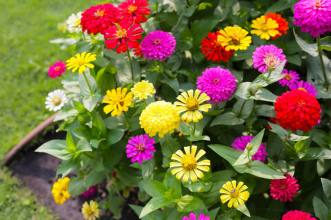 10 fleurs à croissance rapide