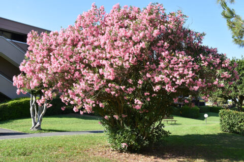 Laurier-rose