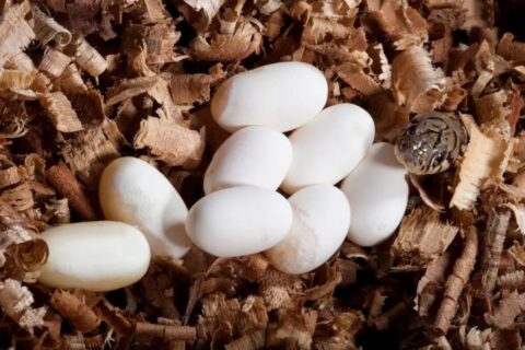petits œufs blancs dans le jardin