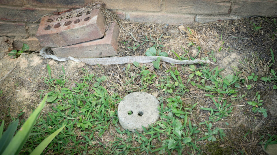 Vous trouvez une peau de serpent dans le jardin ?