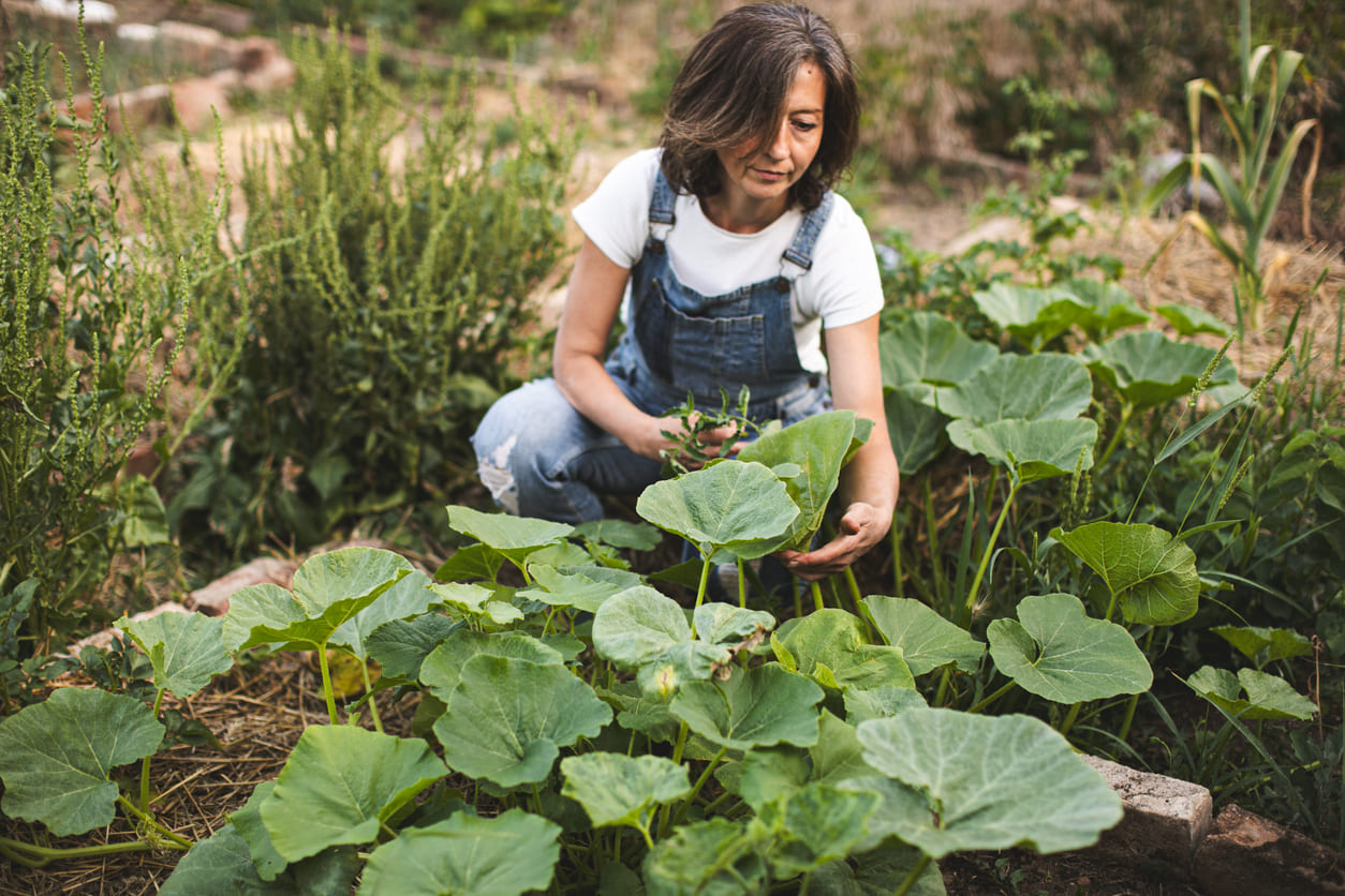 Courgettes en manque de fruits ?