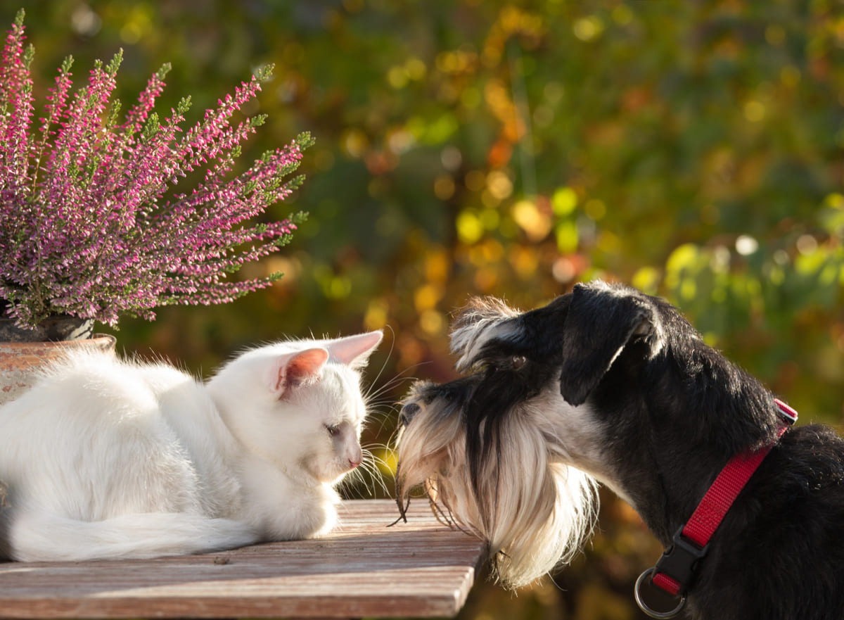 Chiens et chats au jardin