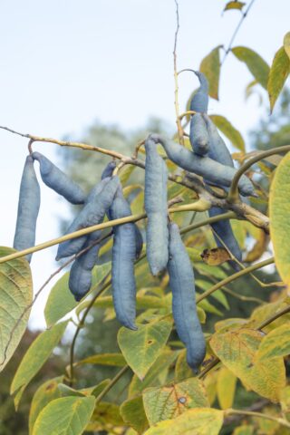 arbuste aux fruits bleus