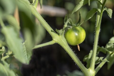 Gourmands des tomates