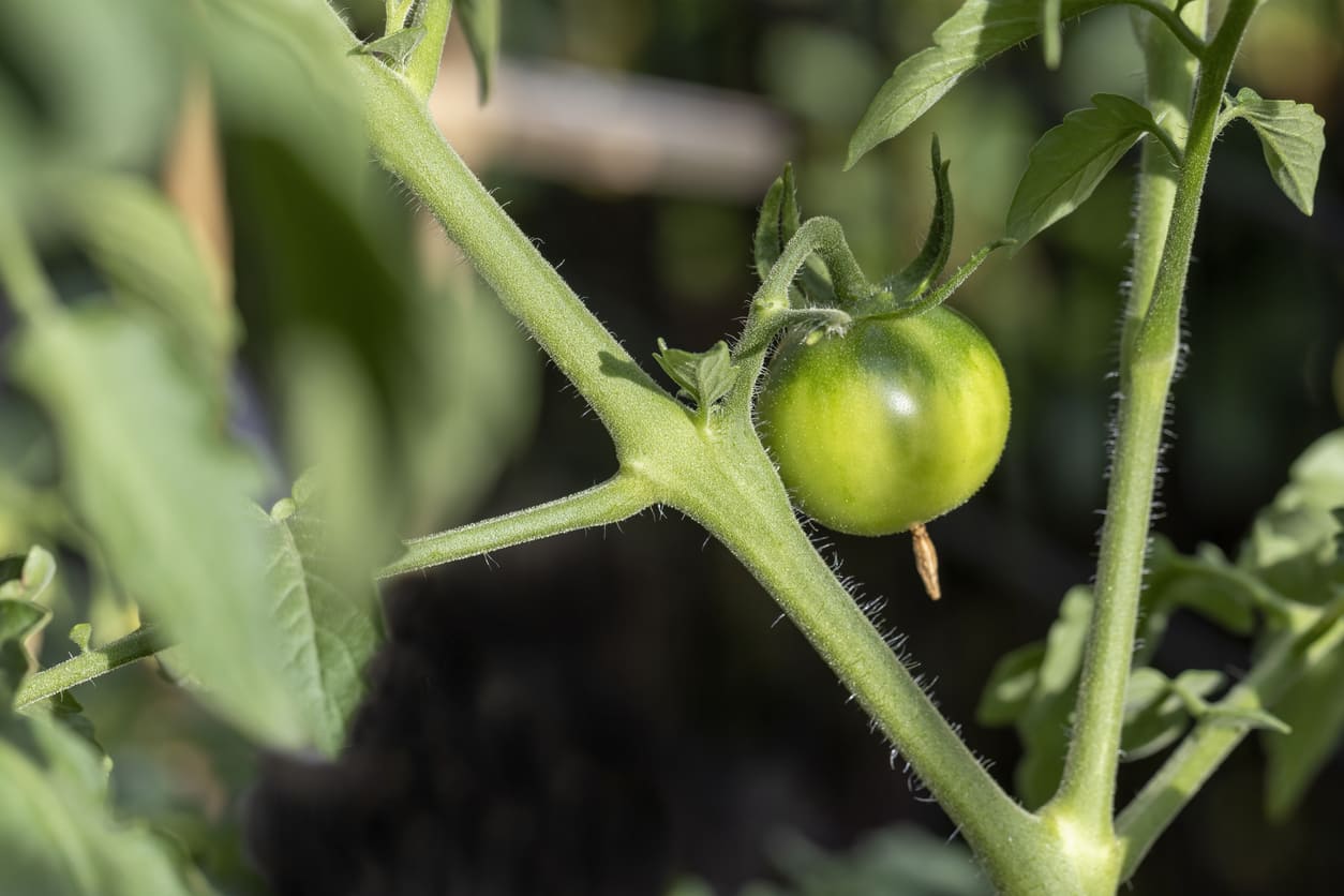 Gourmands des tomates