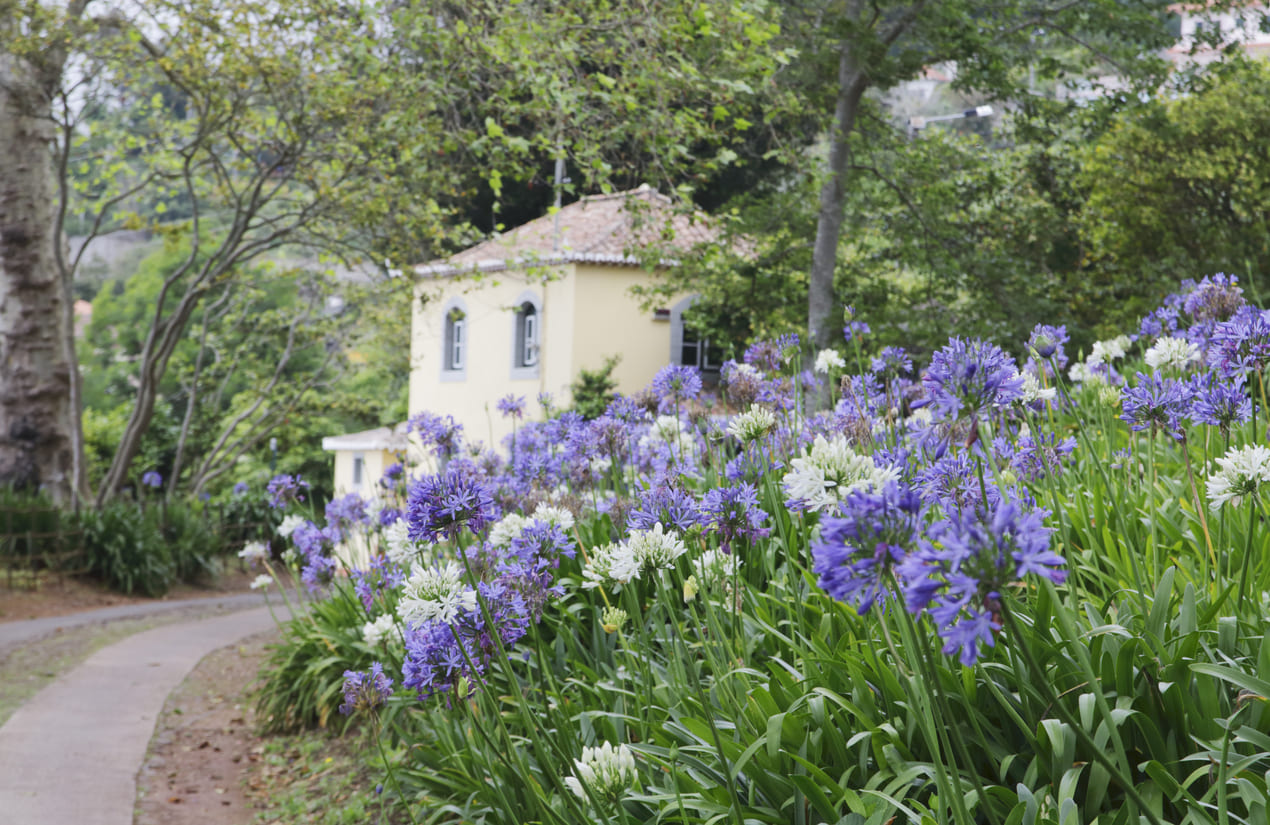 Agapanthes