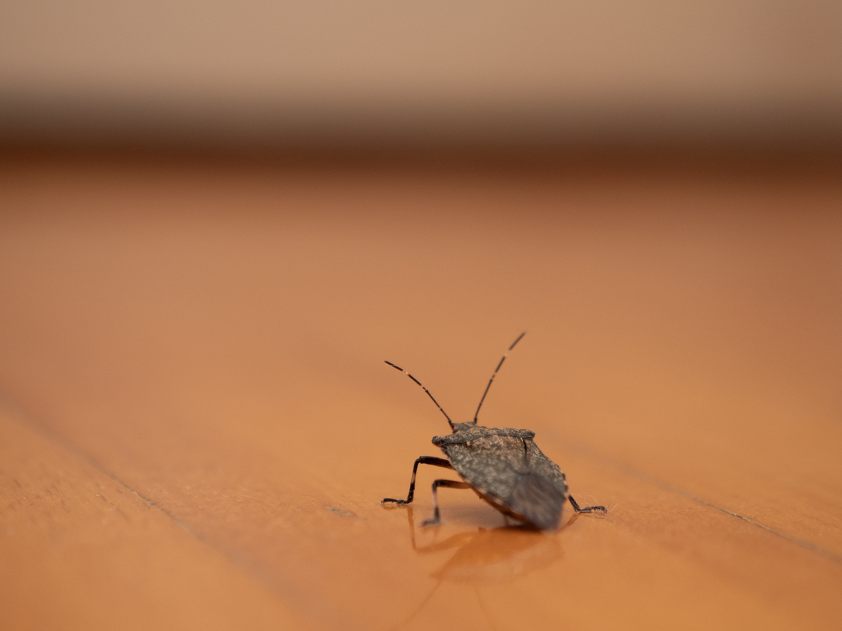 Punaises dans la maison