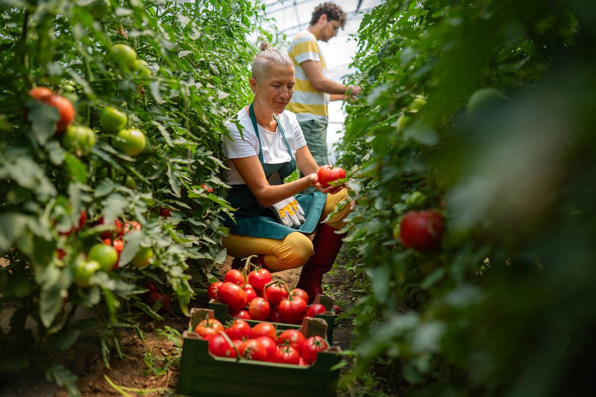 Des tomates plus grosses et savoureuses