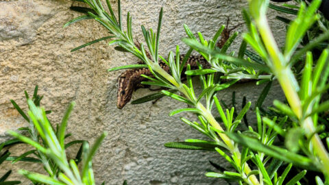 Lézards au jardin