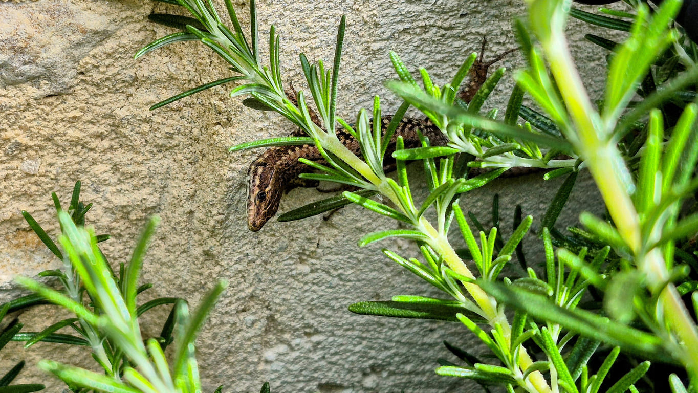 Lézards au jardin