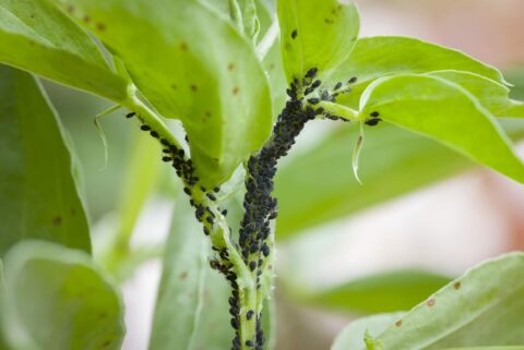 Pucerons au jardin