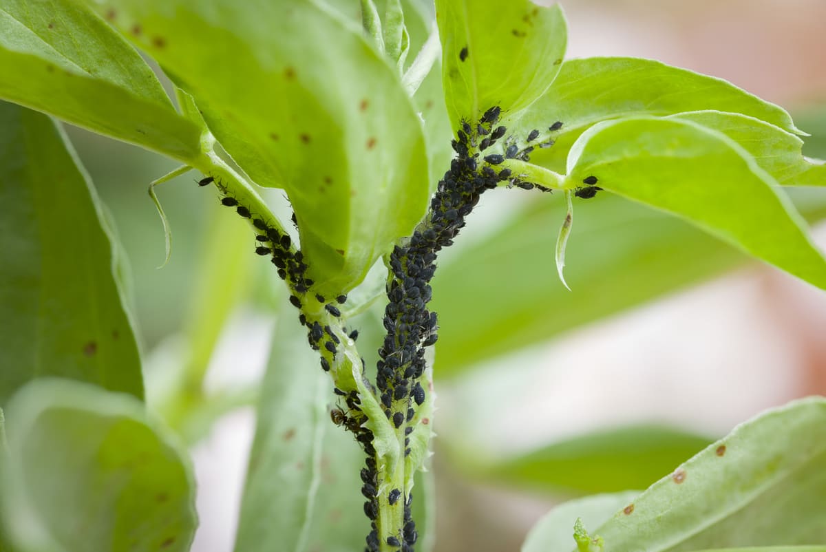 Pucerons au jardin