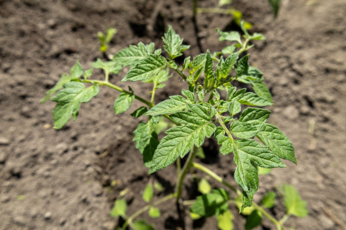 Plants de tomates qui stagnent