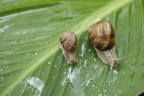 escargots et les limaces du jardin