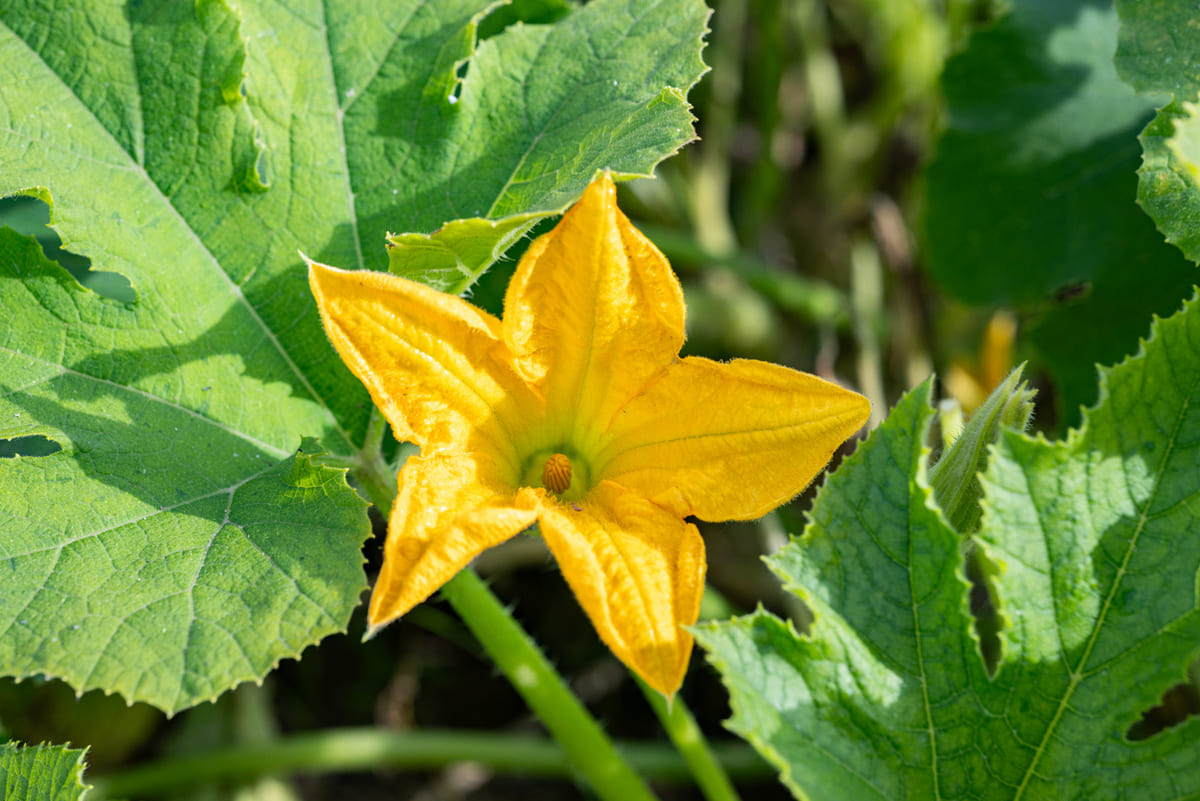 Courgettes en fleurs mais sans fruits ?