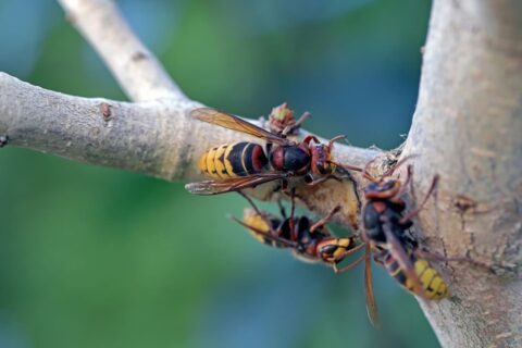 Un frelon asiatique aperçu au printemps ?