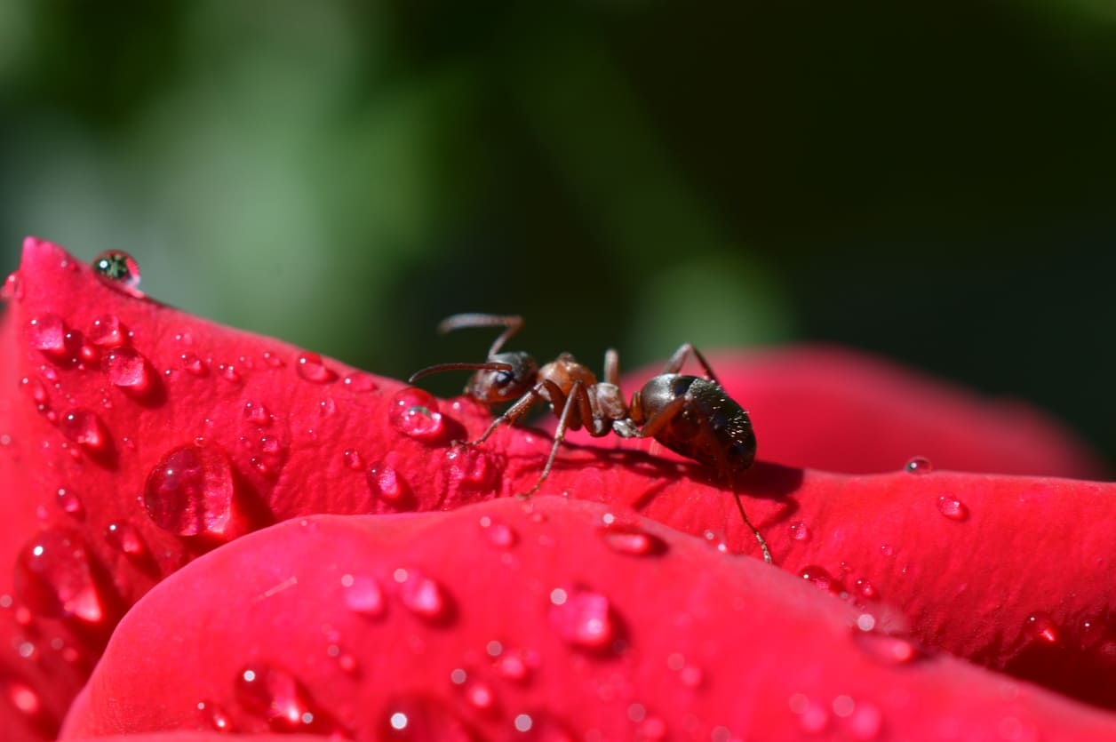 Fourmis sur les rosiers