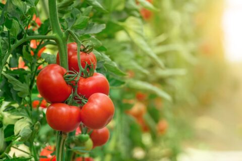 Tomates généreuses tout l’été