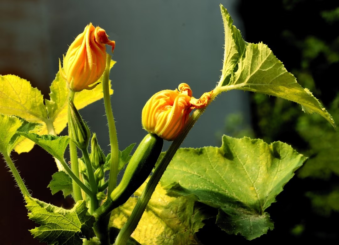 courgette fleur mal femelle