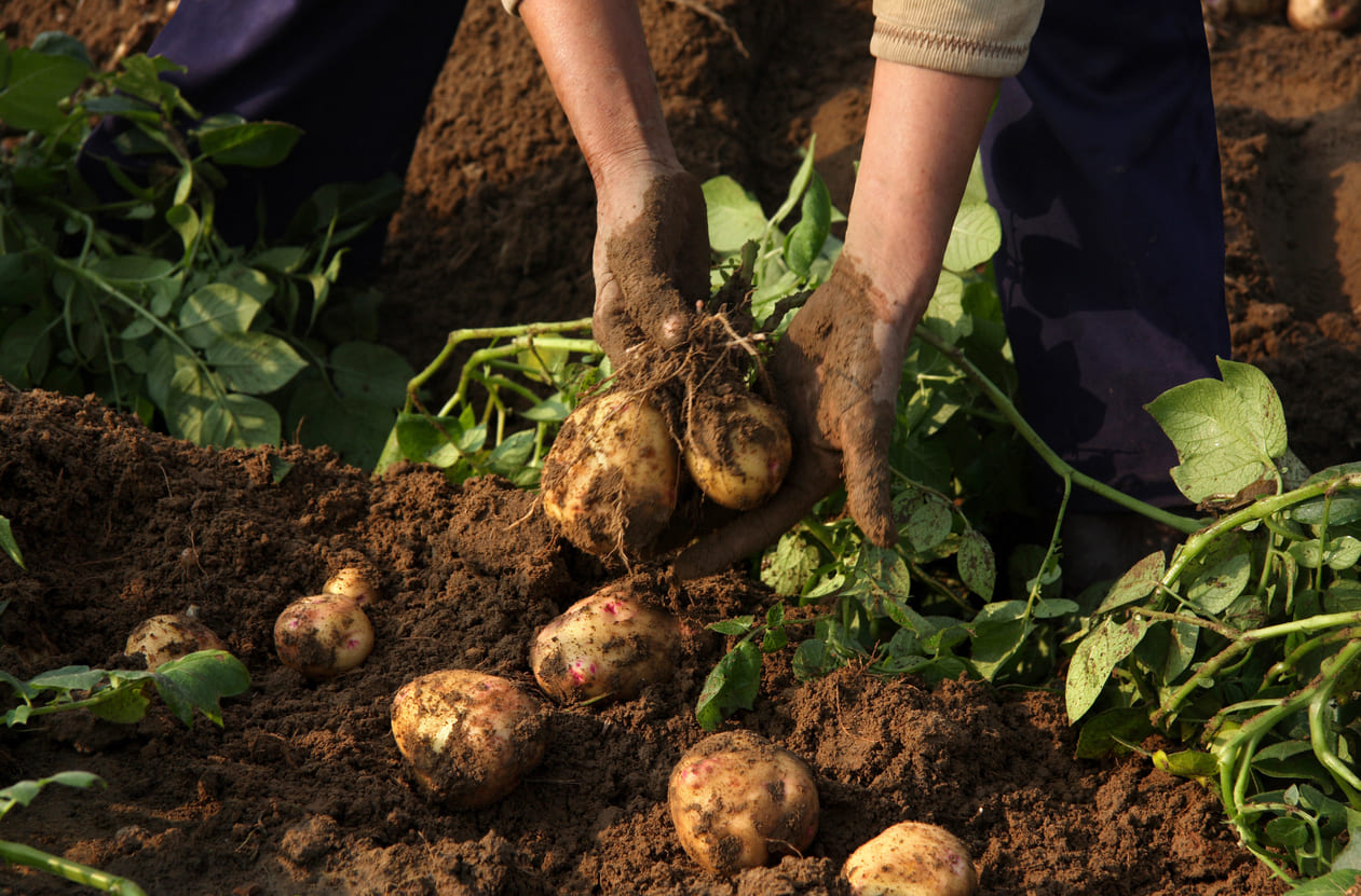 Pommes de terre nouvelles