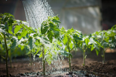 Tomates