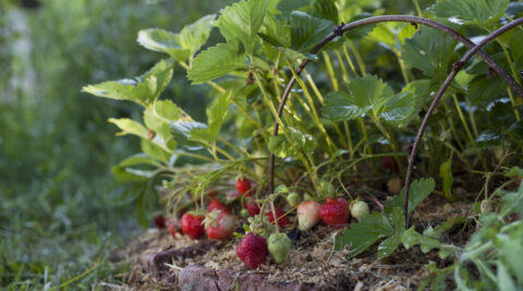 Multiplier ses fraisiers gratuitement