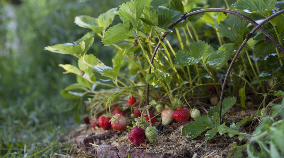 Multiplier ses fraisiers gratuitement