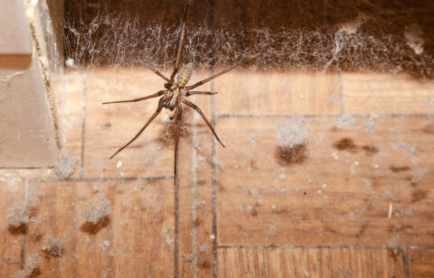 Ce parfum végétal ferait fuir les araignées naturellement