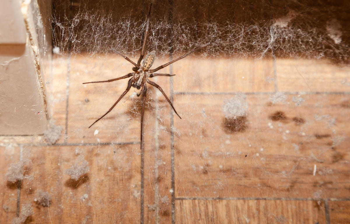 Ce parfum végétal ferait fuir les araignées naturellement