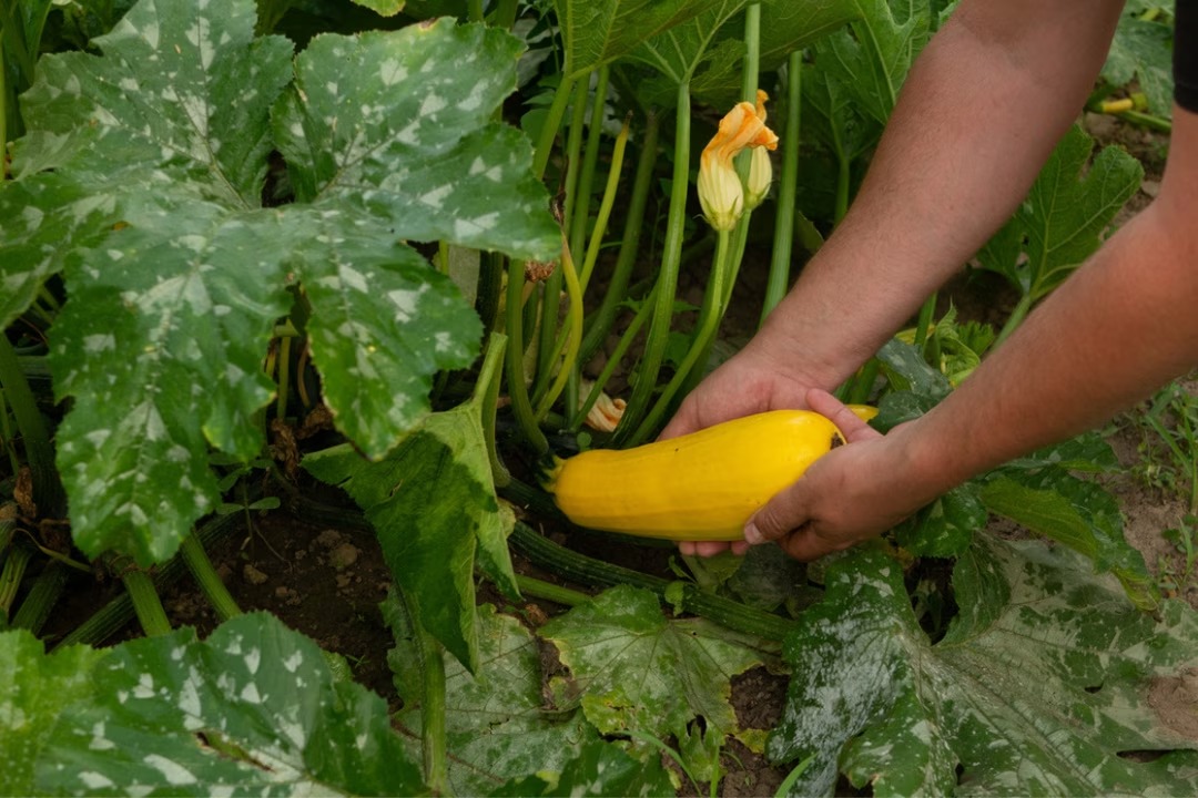 mildiou-jardin-potager