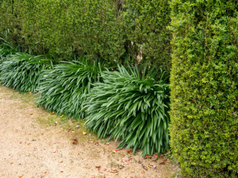 Agapanthe sans fleurs en juin