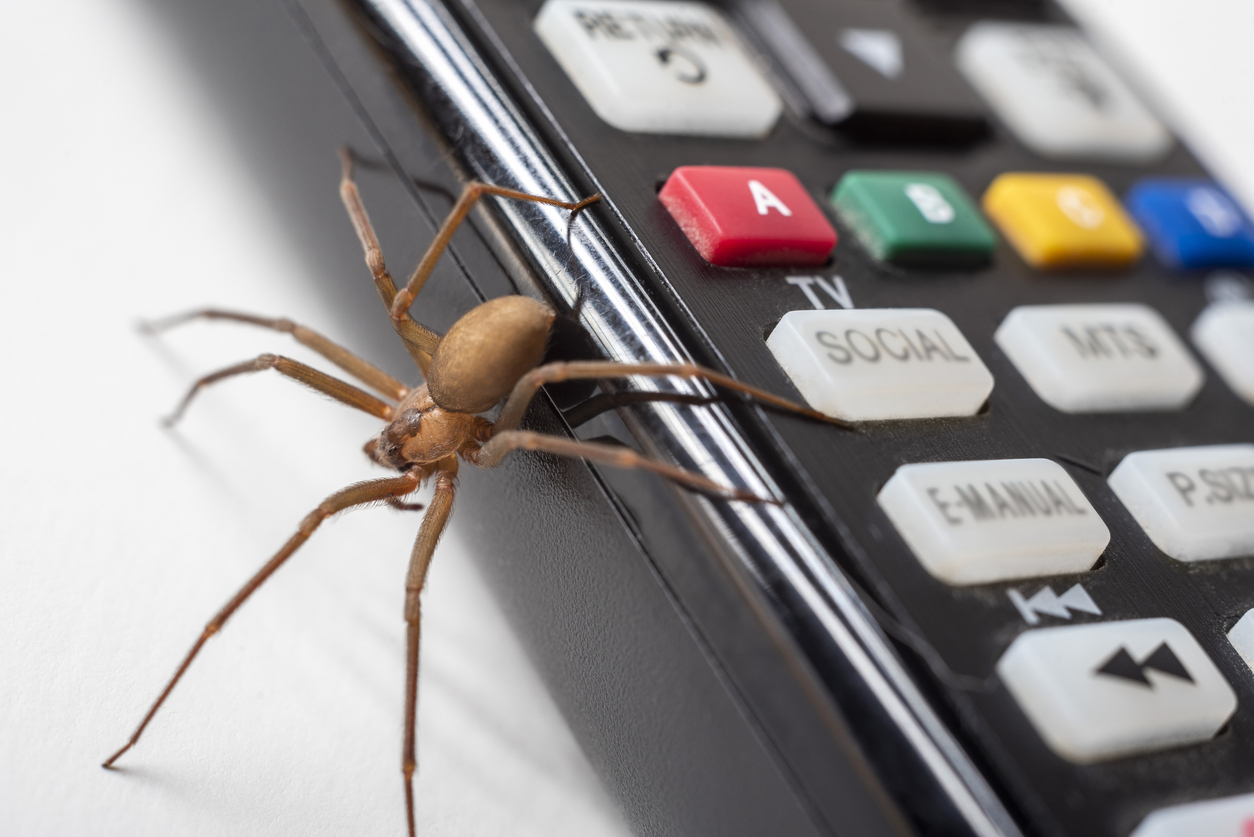 Araignées dans la maison
