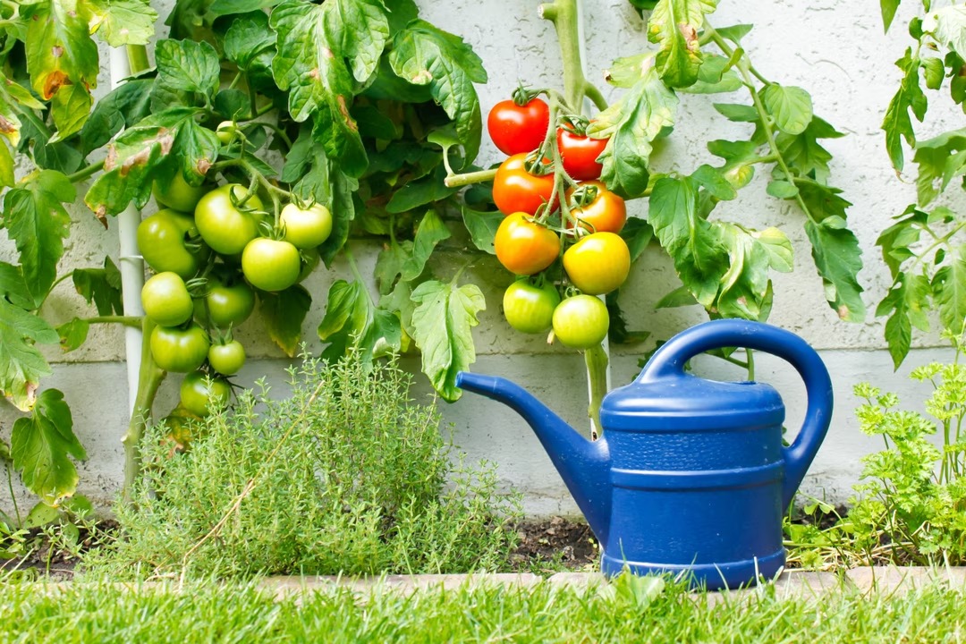 tomates-belle-recolte-5