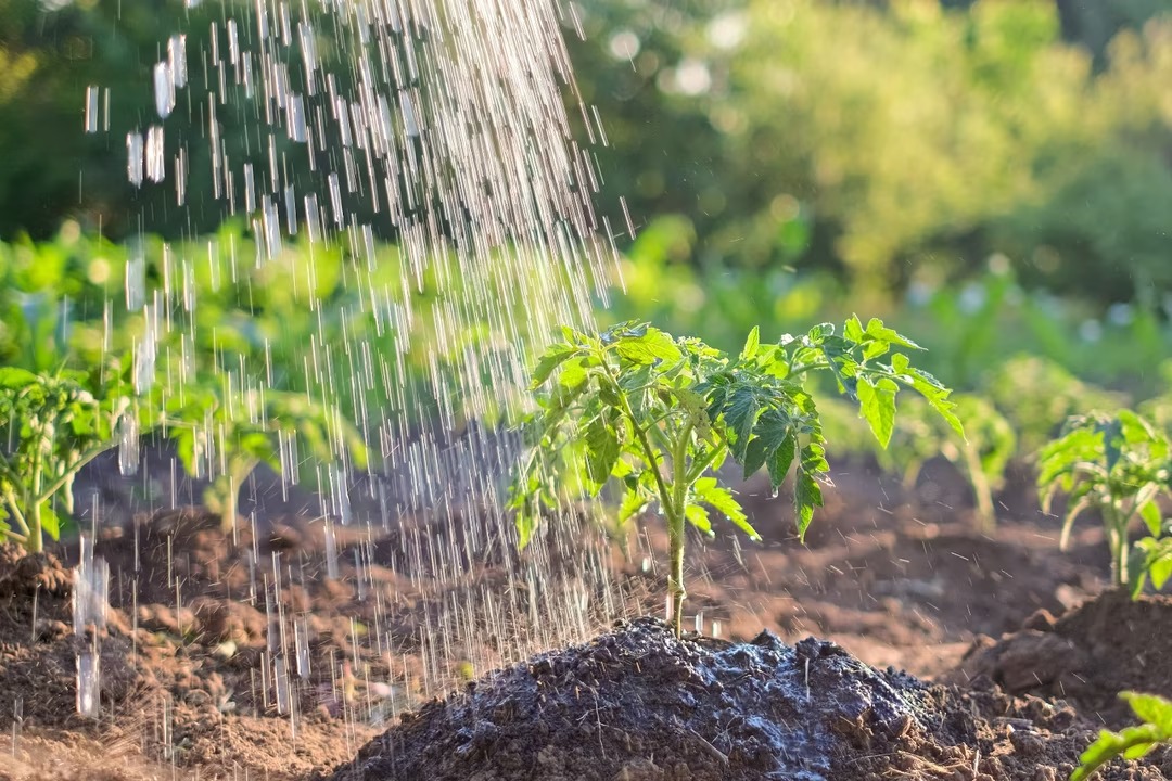 tomates-presque-sans-arrosage-2