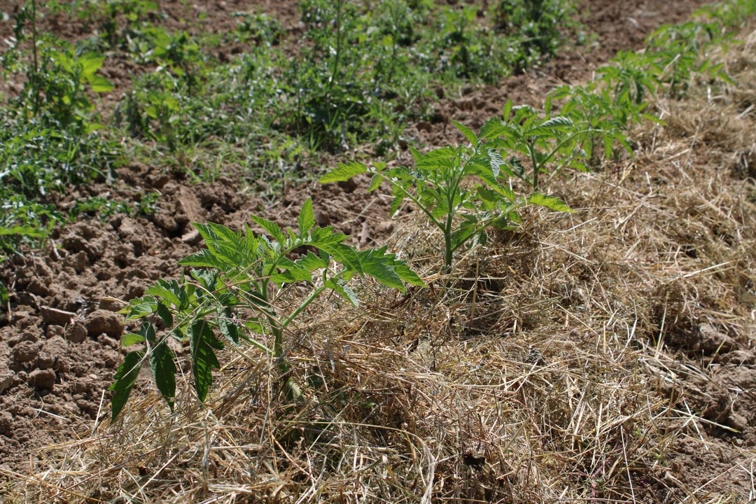 tomates-presque-sans-arrosage-4