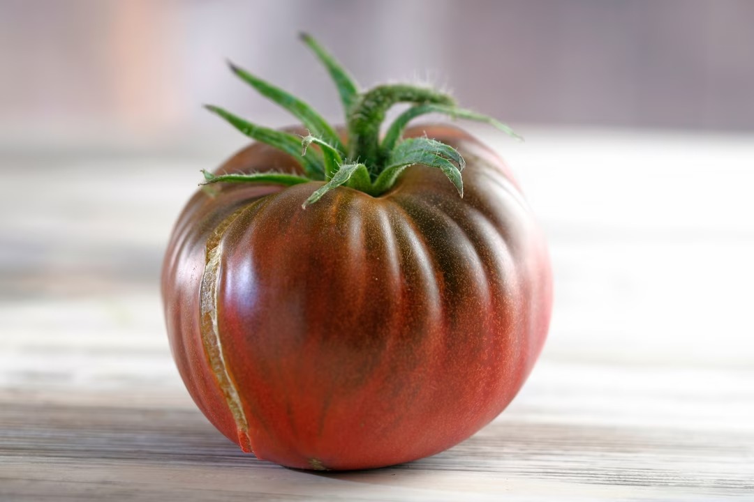 tomates-presque-sans-arrosage-5