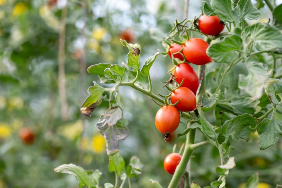 Tomates et première chaleur