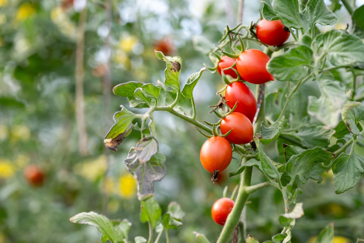 Tomates et première chaleur