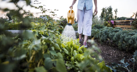 Canicule au jardin