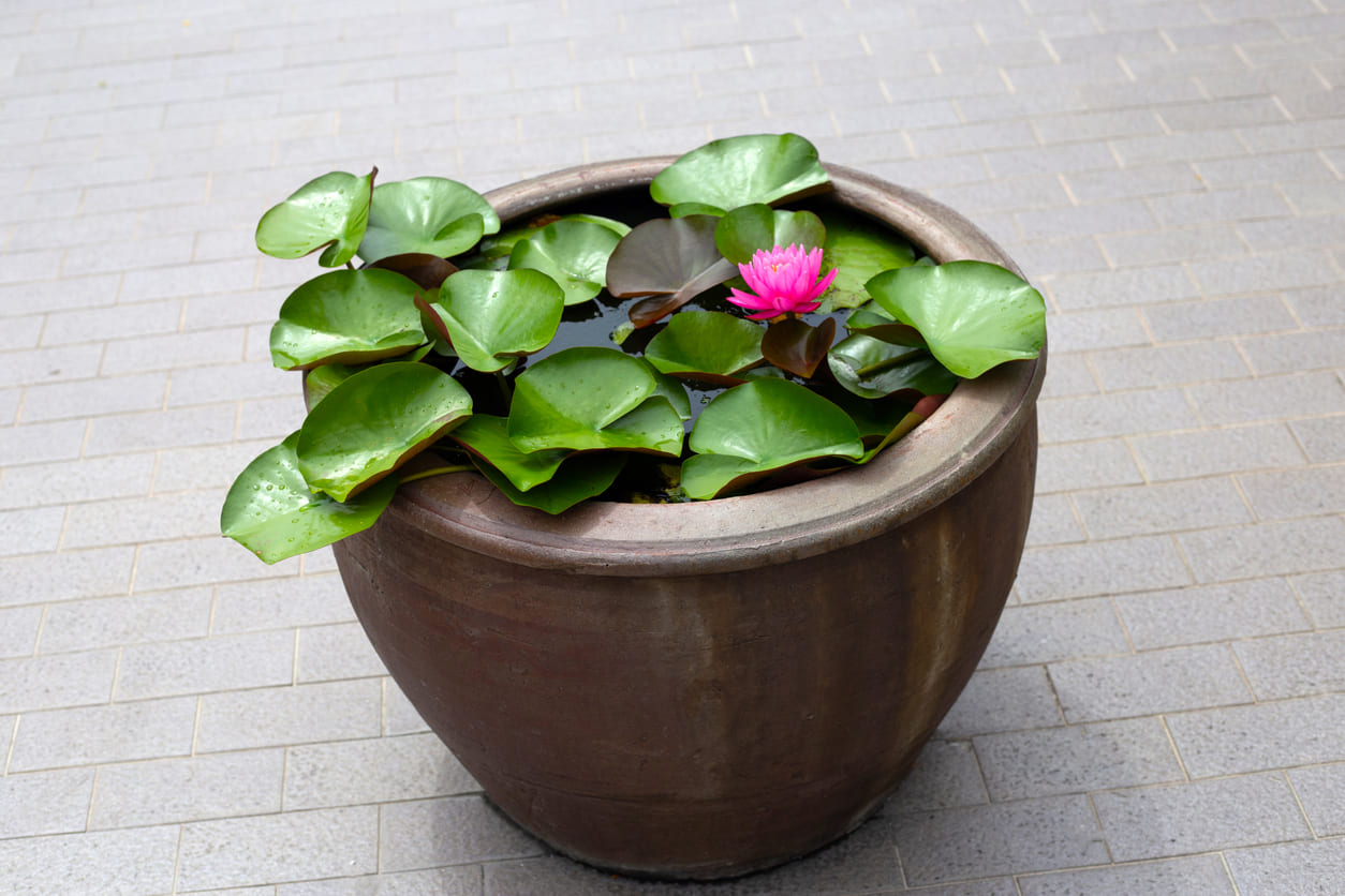 Un nénuphar sur la terrasse