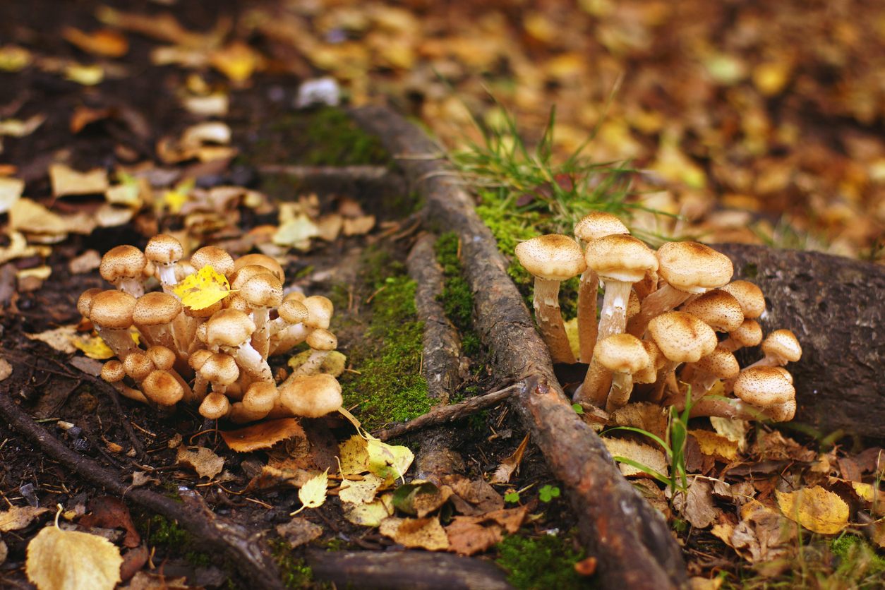Girolles en forêt