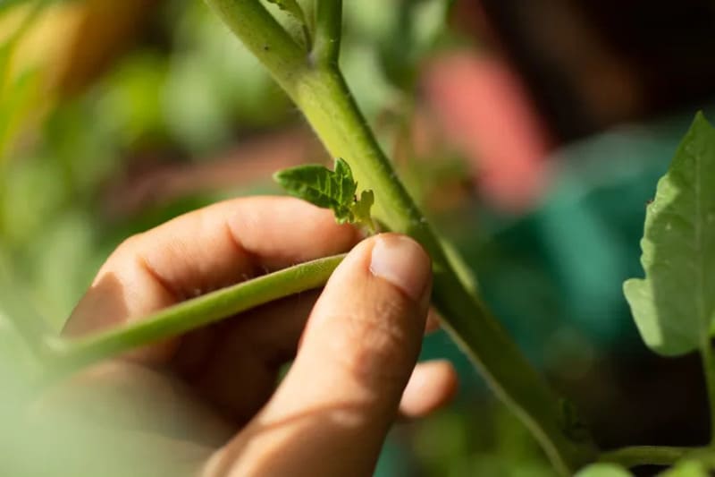 gourmands de tomates