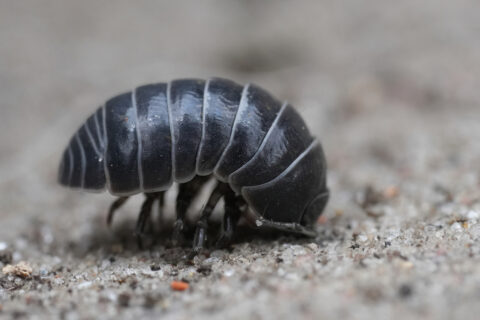 Ce petit insecte noir file dans la salle de bain