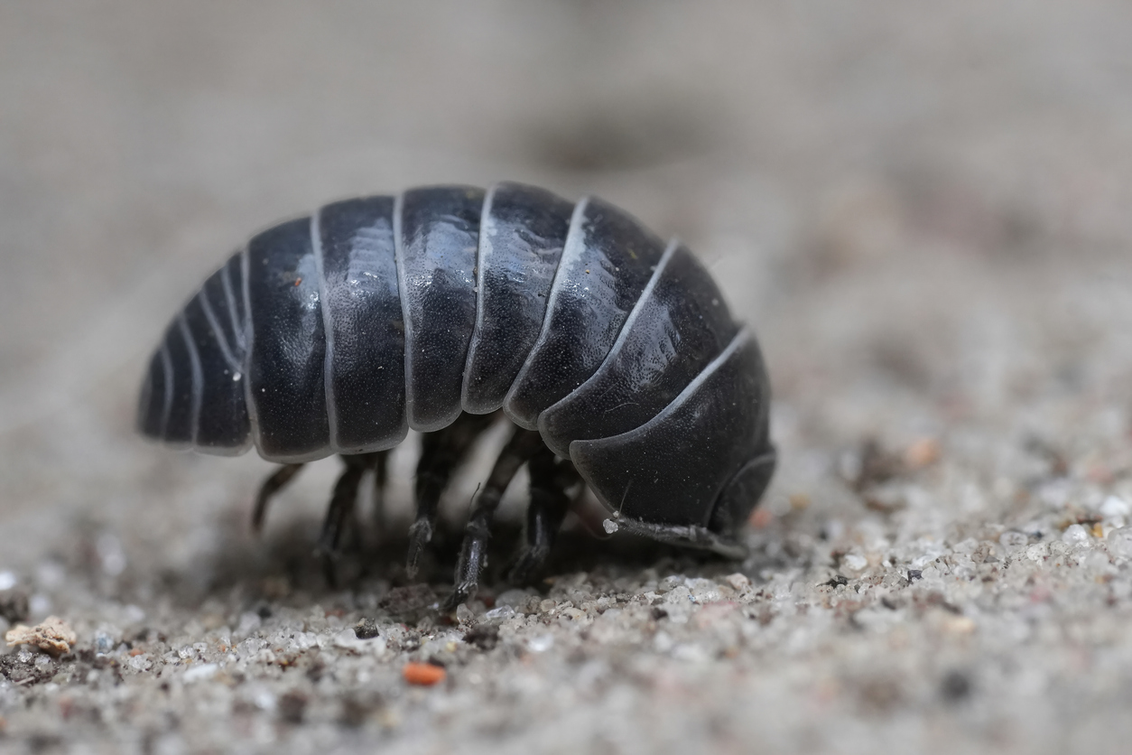Ce petit insecte noir file dans la salle de bain