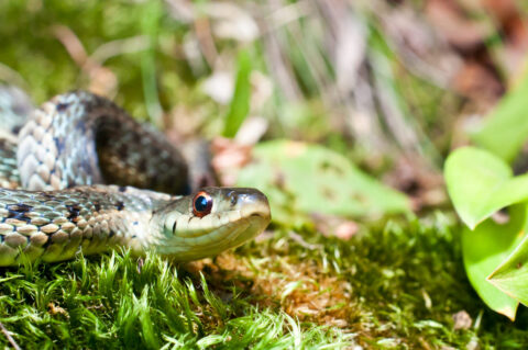 Un serpent dans votre jardin ?