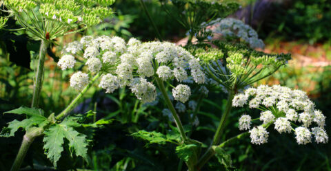 jolie plante strictement interdite au jardin