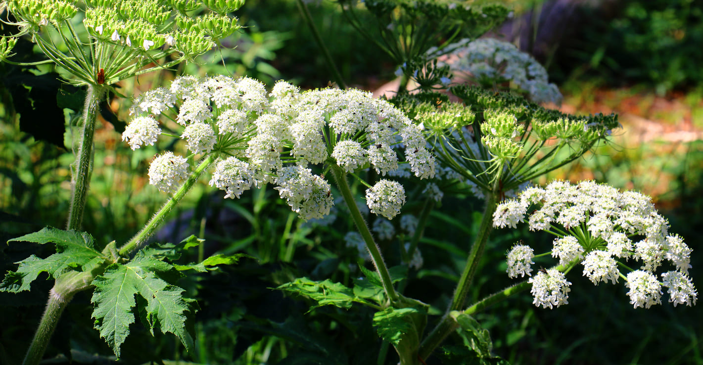 jolie plante strictement interdite au jardin