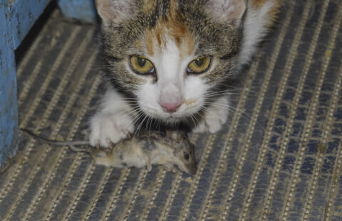 Votre chat dépose une souris morte devant vous ?