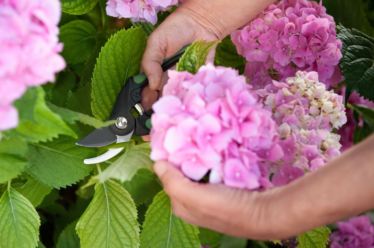 Hortensias