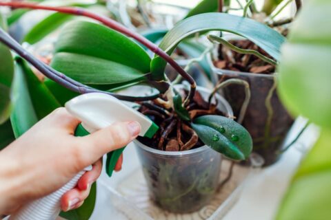 Orchidée sans fleurs